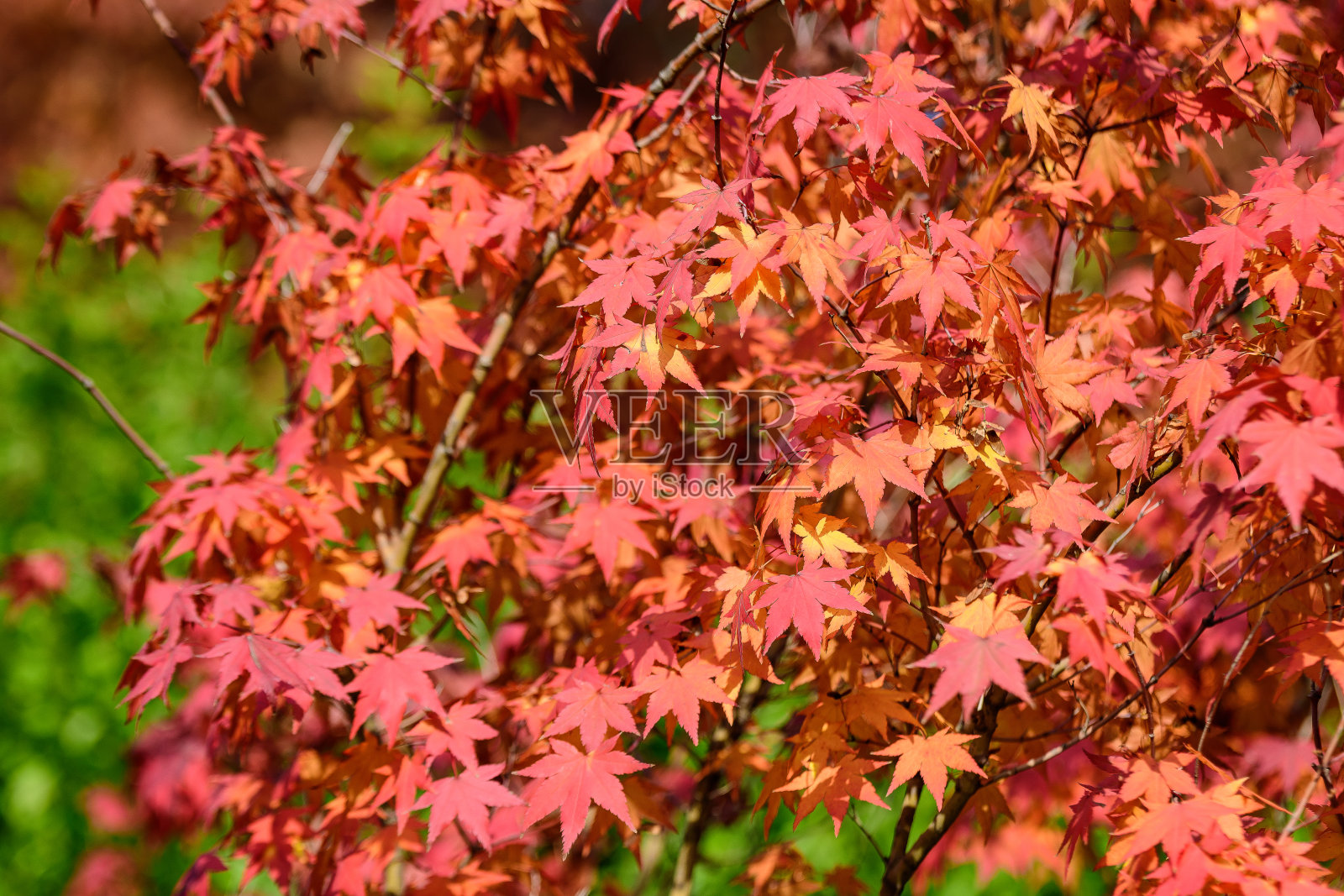 许多橙色和红色的枫叶在寒冷的秋天在植物园，美丽的户外背景与软焦点拍摄照片摄影图片