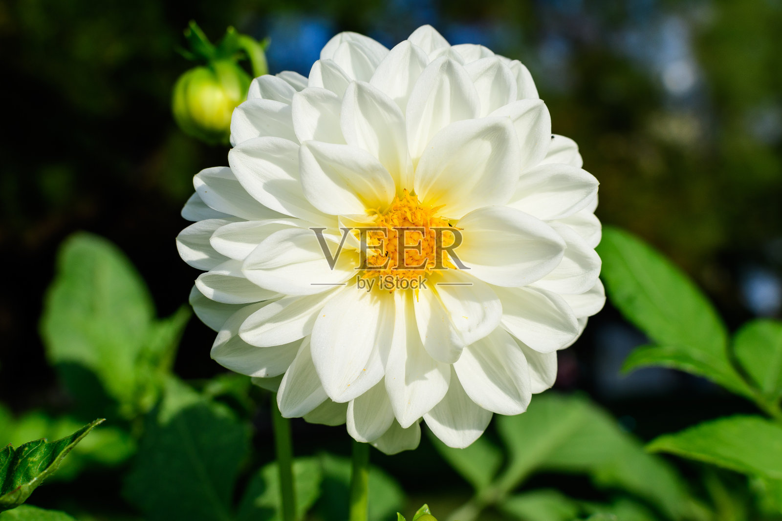 一个美丽的大白色大丽花盛开在模糊的绿色背景，在一个阳光明媚的夏天在花园用柔焦拍摄照片摄影图片