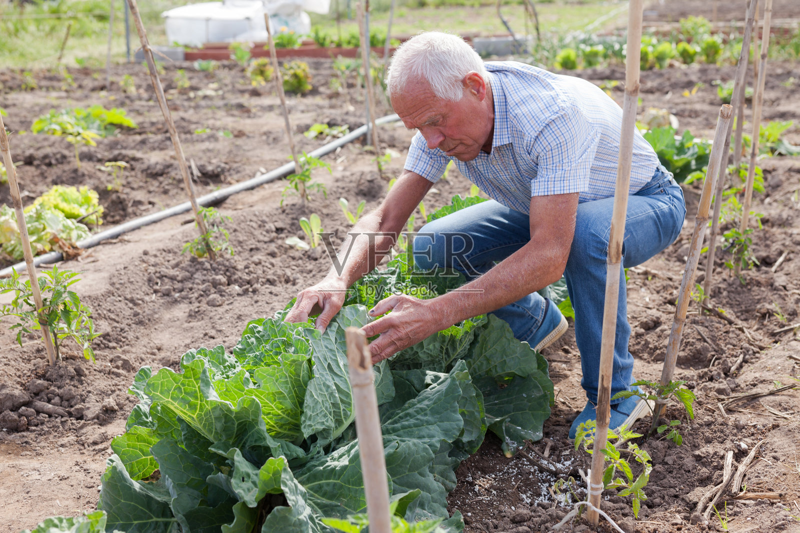 老人在农场种卷心菜照片摄影图片