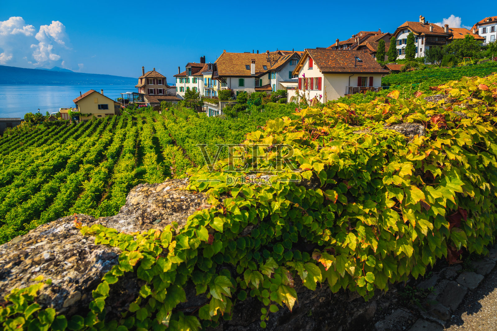 花园里有葡萄园，山上有可爱的房子照片摄影图片