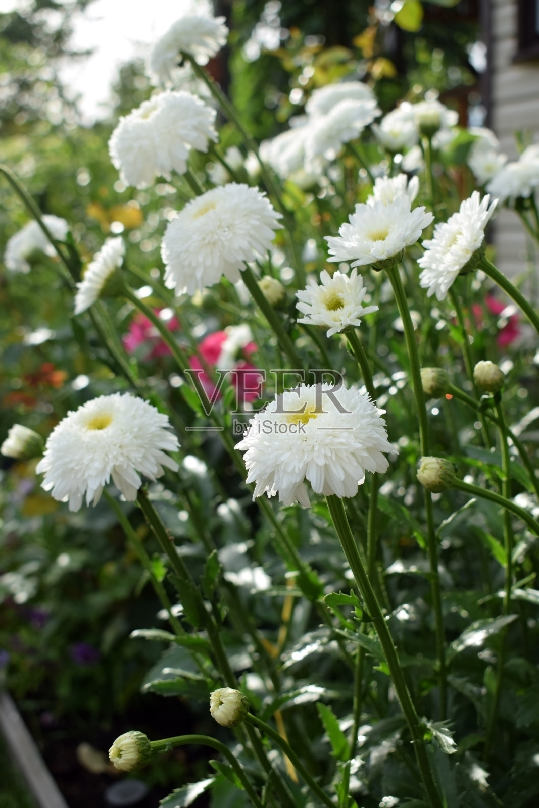 花坛上开着白色的紫菀花照片摄影图片
