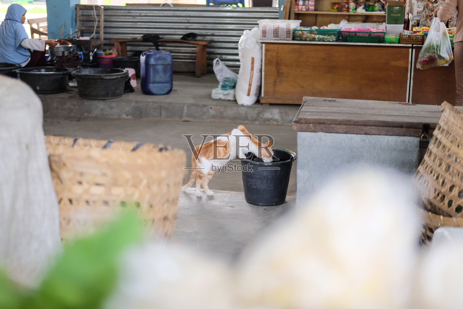 传统市场地区的猫饮水桶照片摄影图片