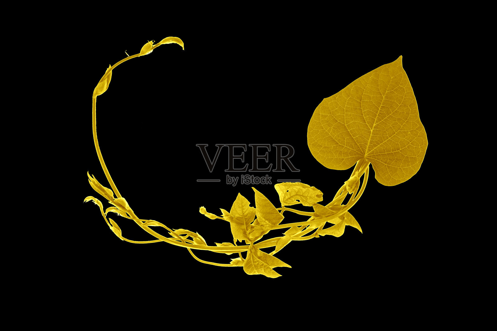 金黄的热带树叶照片摄影图片