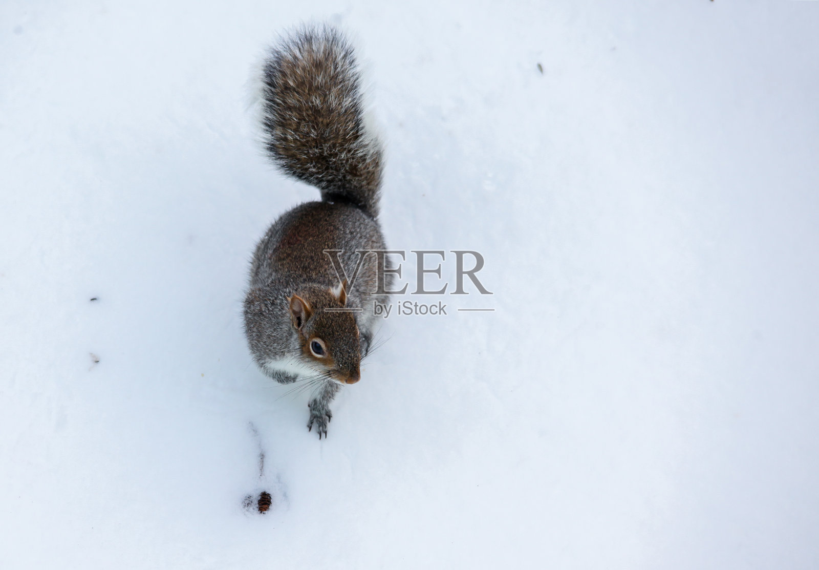 冬季暴风雪过后，松鼠在雪地上行走照片摄影图片