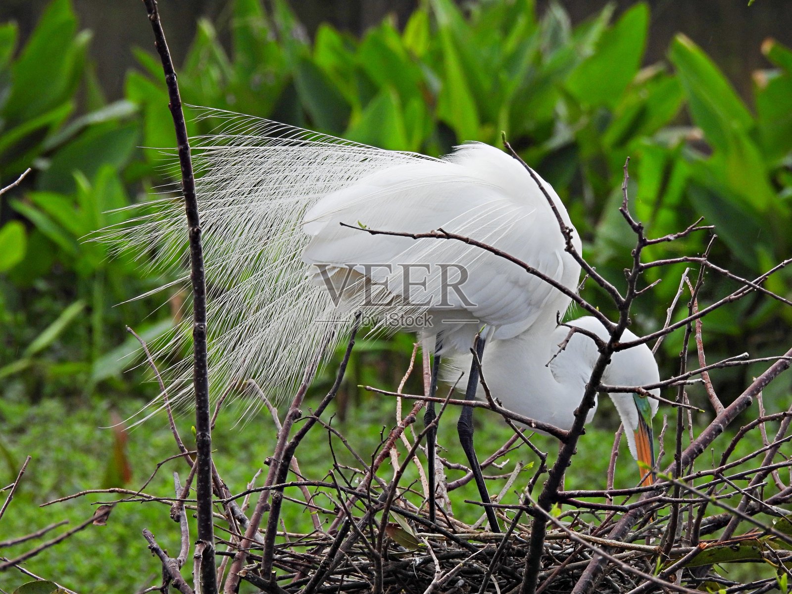 大白鹭(大白鹭)在巢中繁殖羽毛照片摄影图片