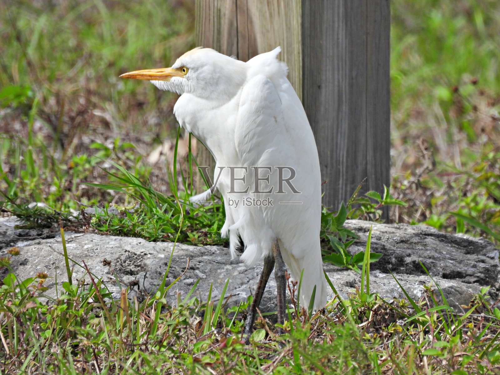 牛白鹭(野鹭)在一个有风的日子在田野休息照片摄影图片