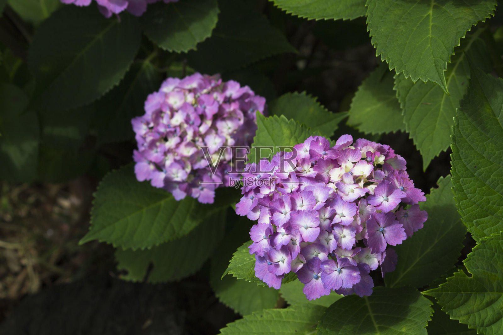 绣球花盛开在日本的雨季照片摄影图片