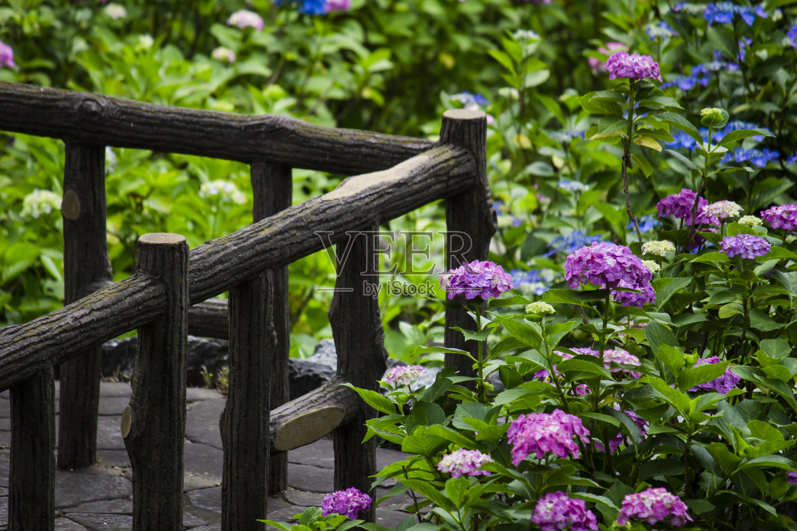 绣球花盛开在日本的雨季照片摄影图片