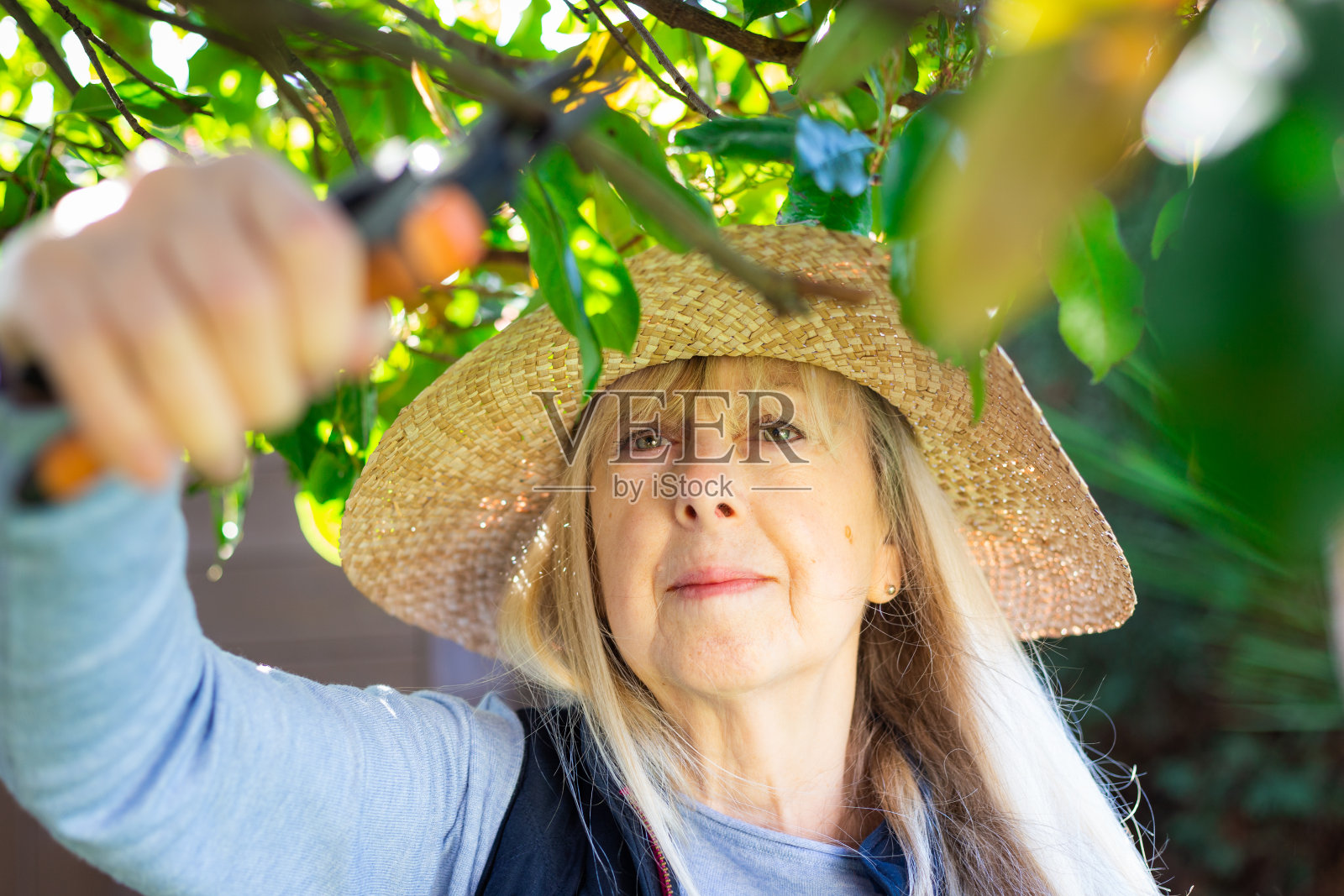 老妇人在阳光下做园艺照片摄影图片
