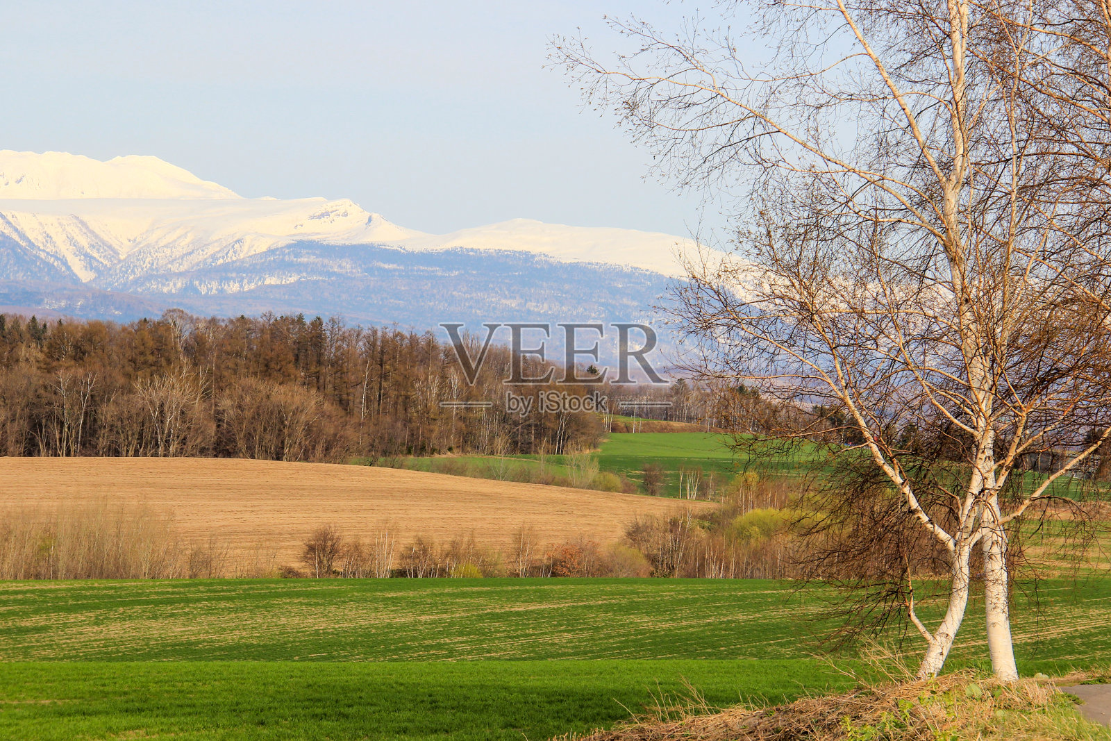 春天雪山白桦照片摄影图片