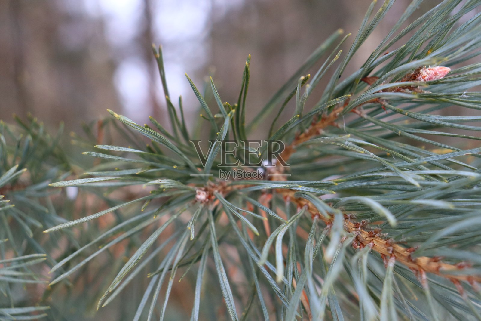 云杉分支照片摄影图片
