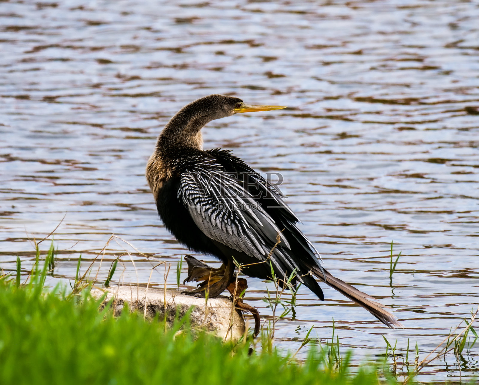 佛罗里达卫星海滩的美洲蛇照片摄影图片