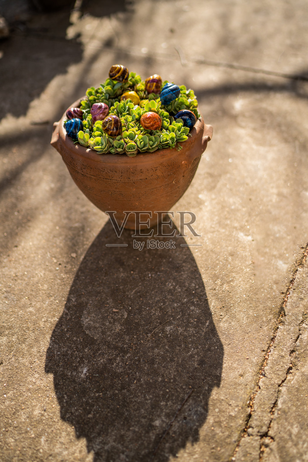 花中绘蜗牛照片摄影图片