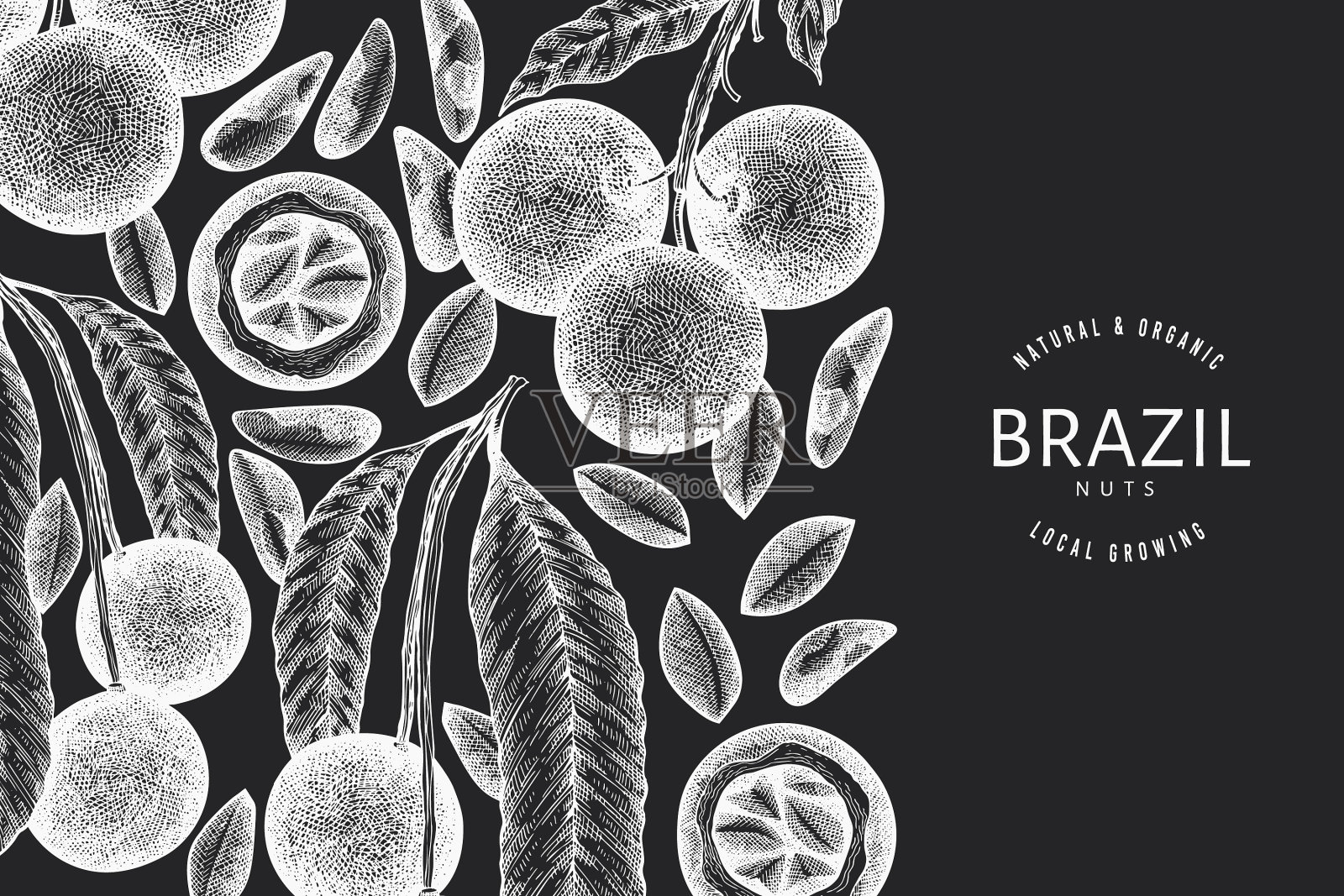 手绘巴西坚果枝和果仁插画图片素材