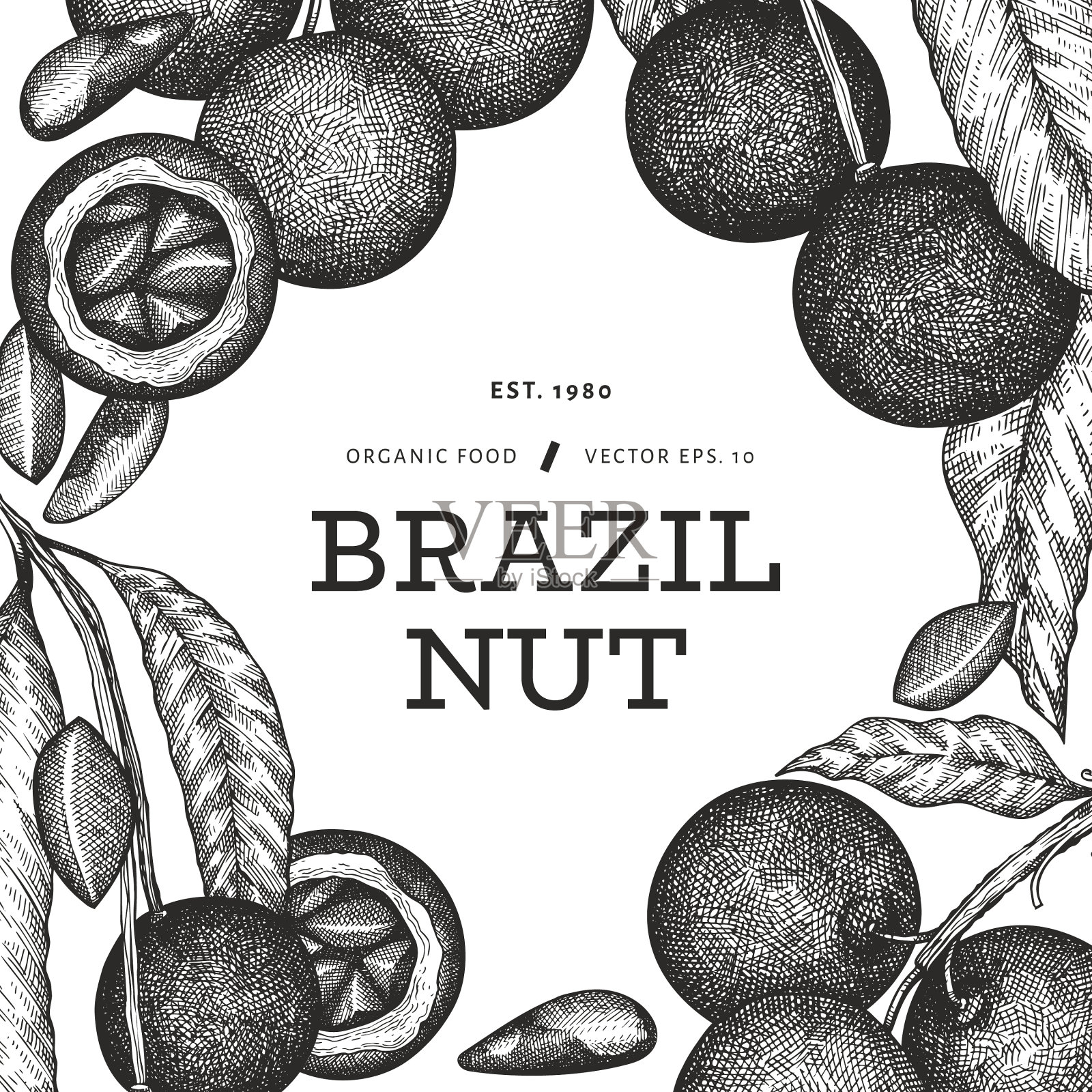 手绘巴西坚果枝和果仁插画图片素材