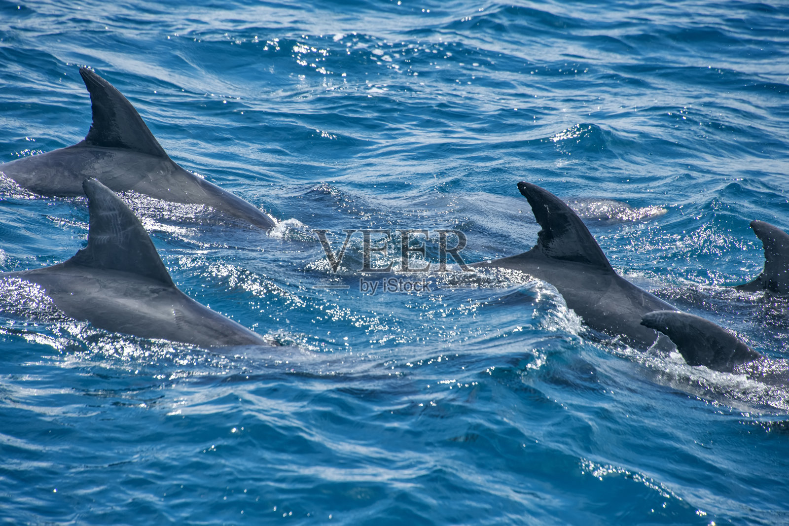 在圣埃斯皮里托首府维多利亚拍摄的宽吻海豚。巴西东南部。照片摄影图片