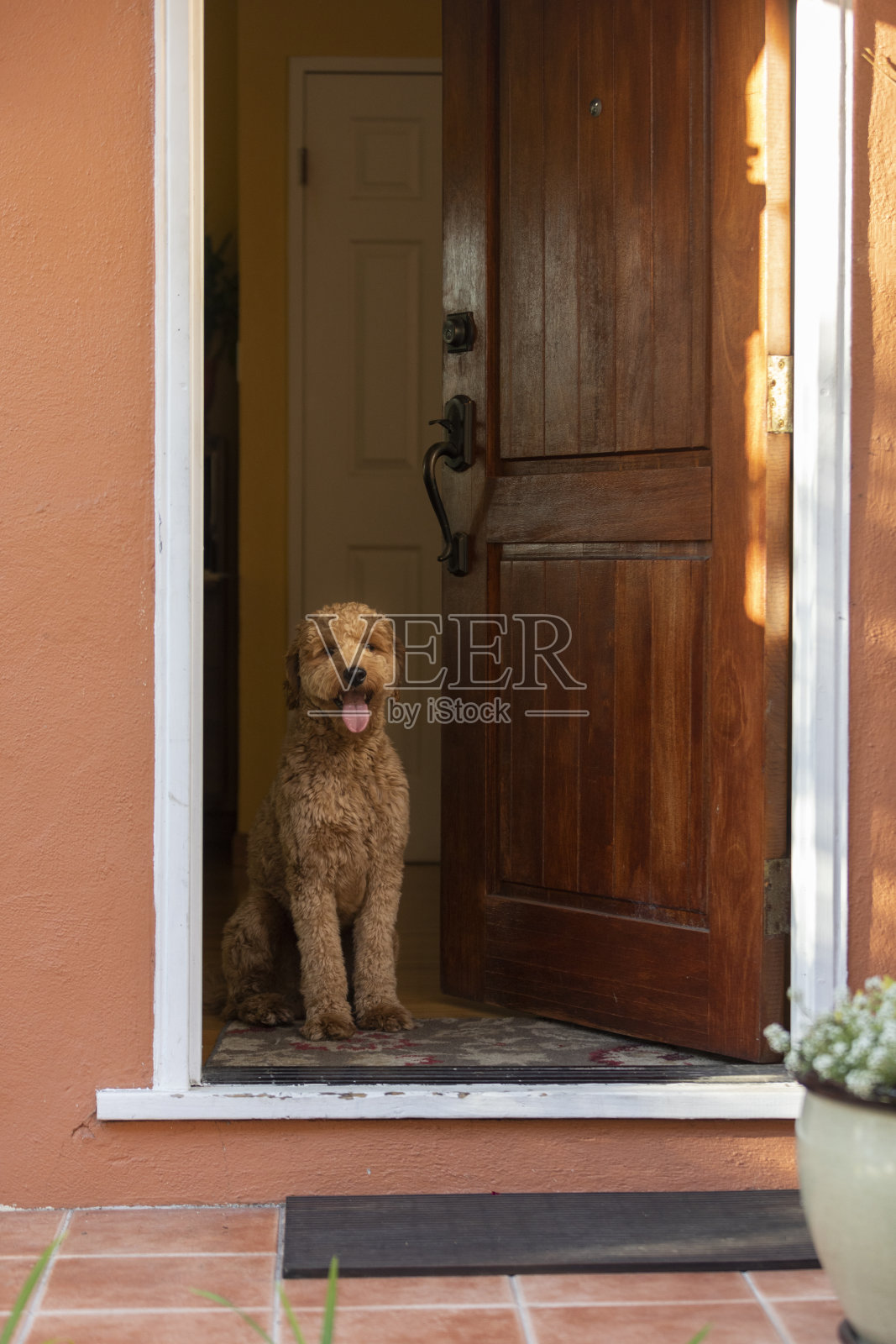 黄金时间公园的金毛狗照片摄影图片