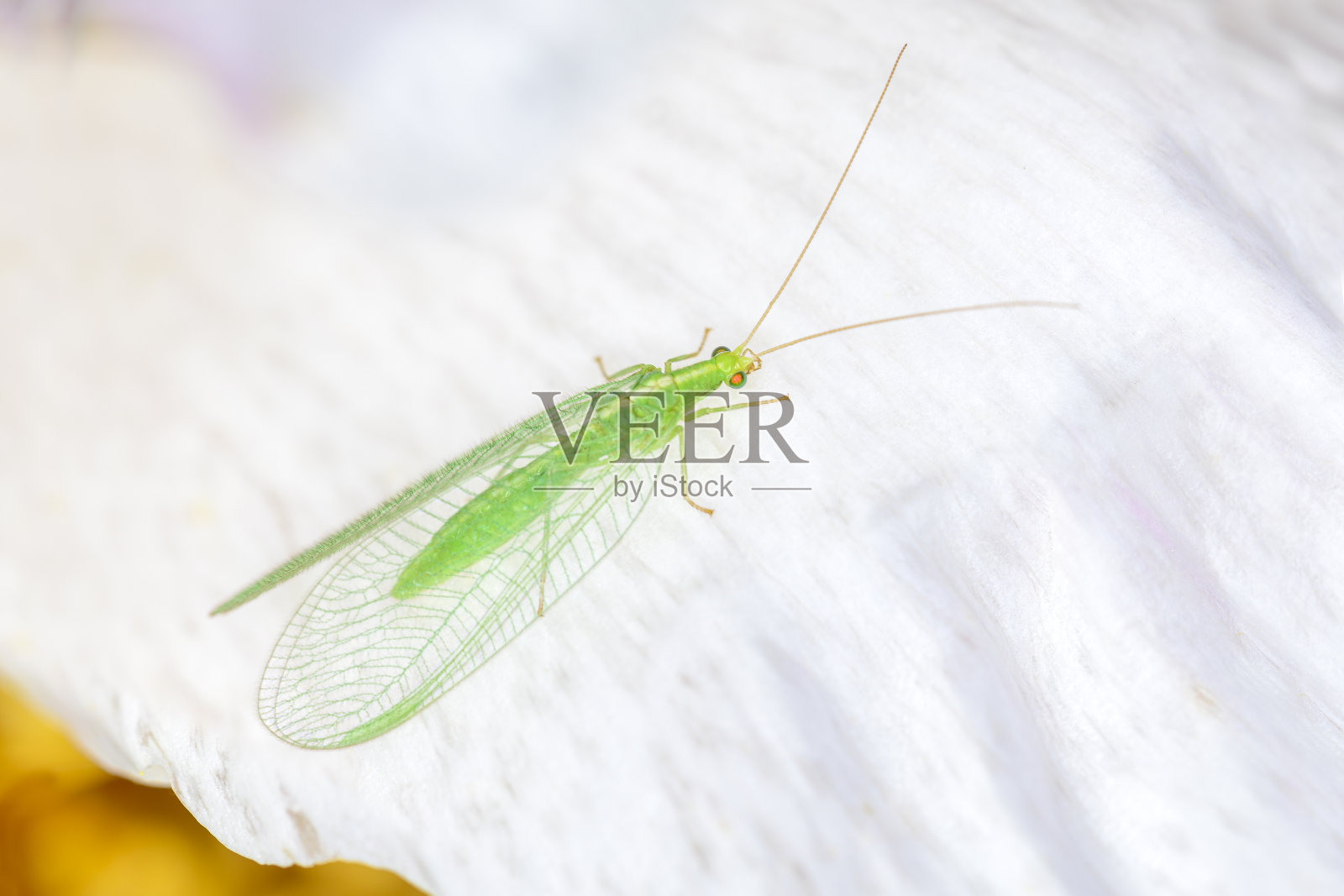 在它们的自然栖息地常见的绿色草蛉照片摄影图片