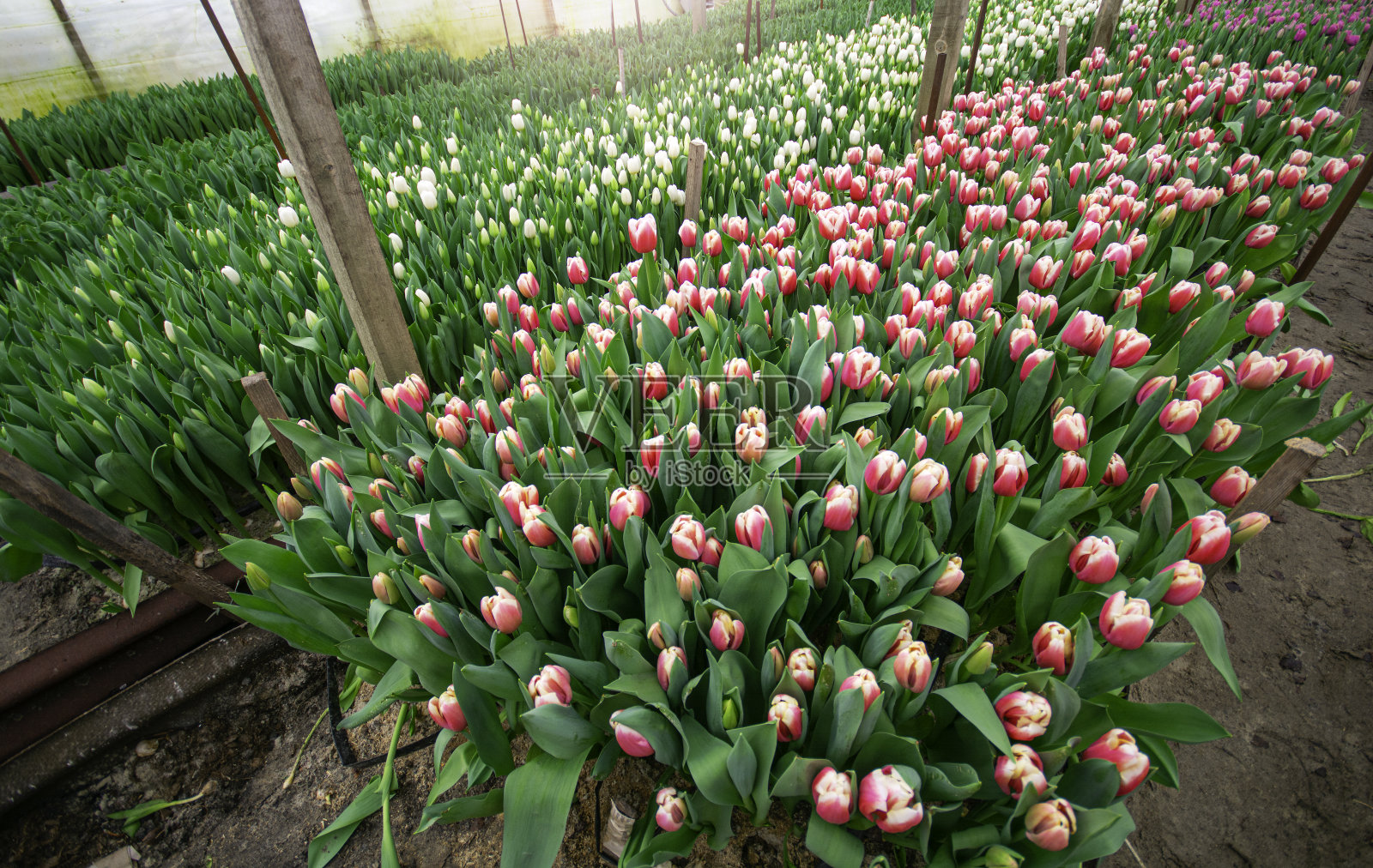 郁金香温室背景。春天郁金香的景象。照片摄影图片
