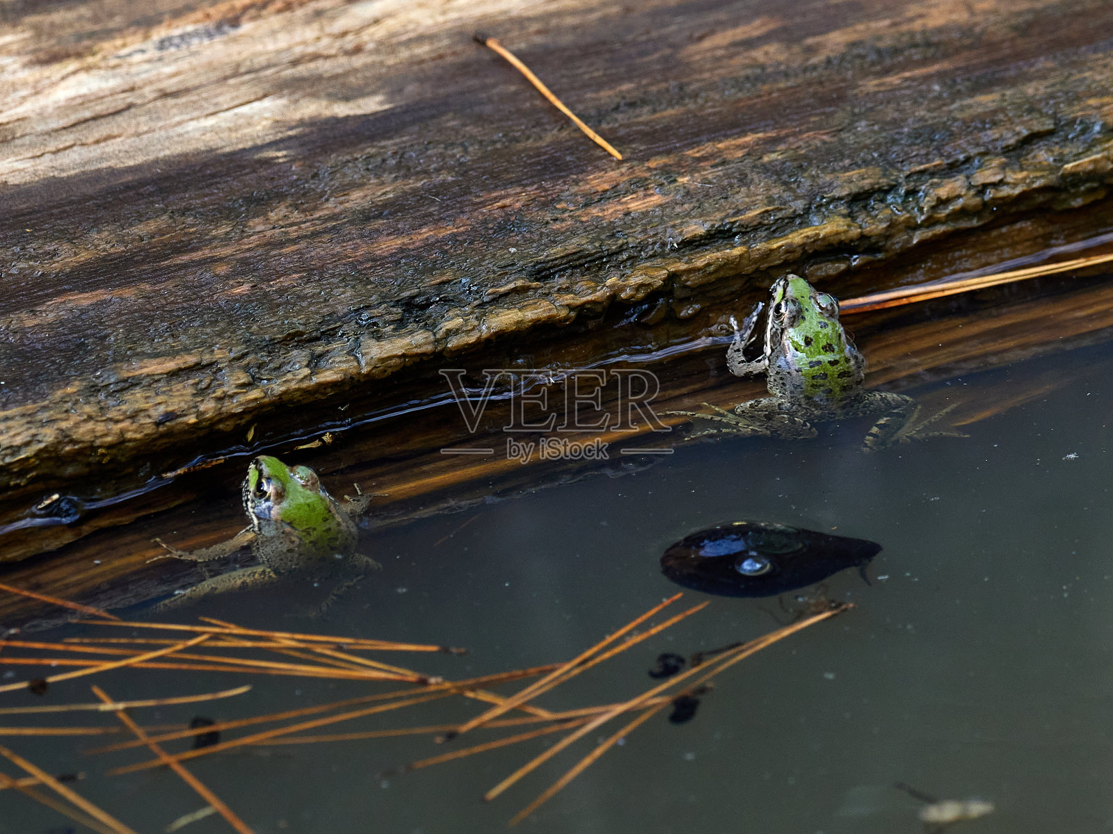 池塘里的青蛙照片摄影图片