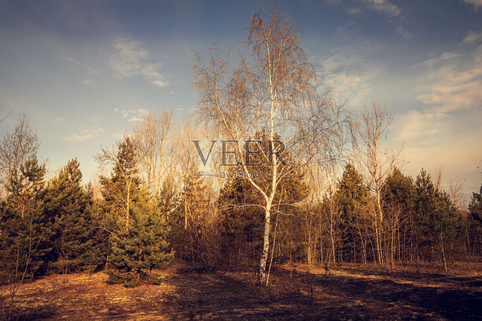 秋天森林的复古照片。秋天或春天的森林。照片摄影图片