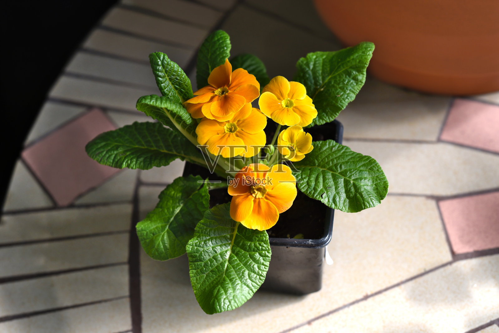 报春花(Primula acaulis El Unistar)，橙色花，花盆中生长照片摄影图片