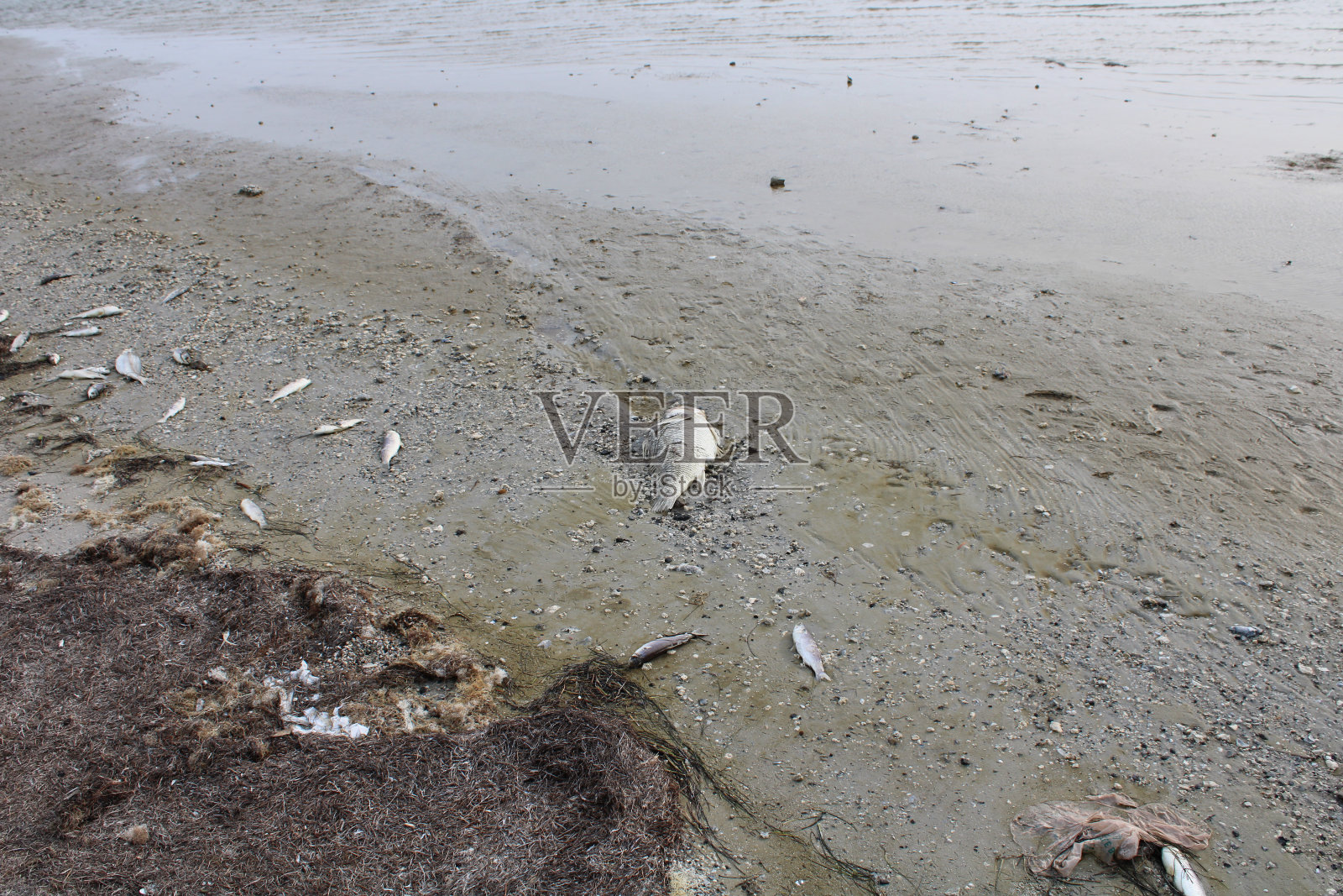 无数死鱼被冲上德克萨斯海岸照片摄影图片