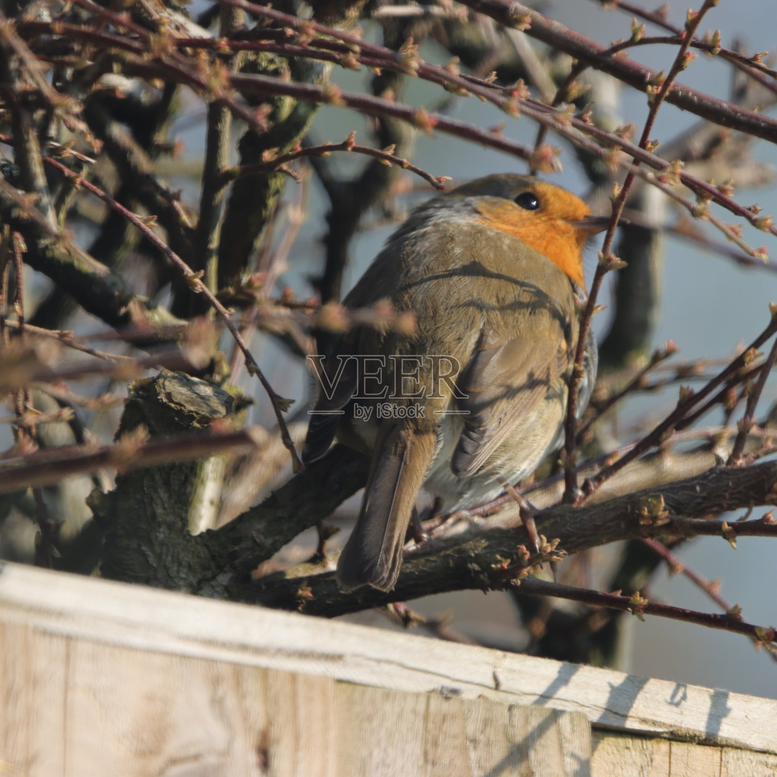 罗宾的研究照片摄影图片