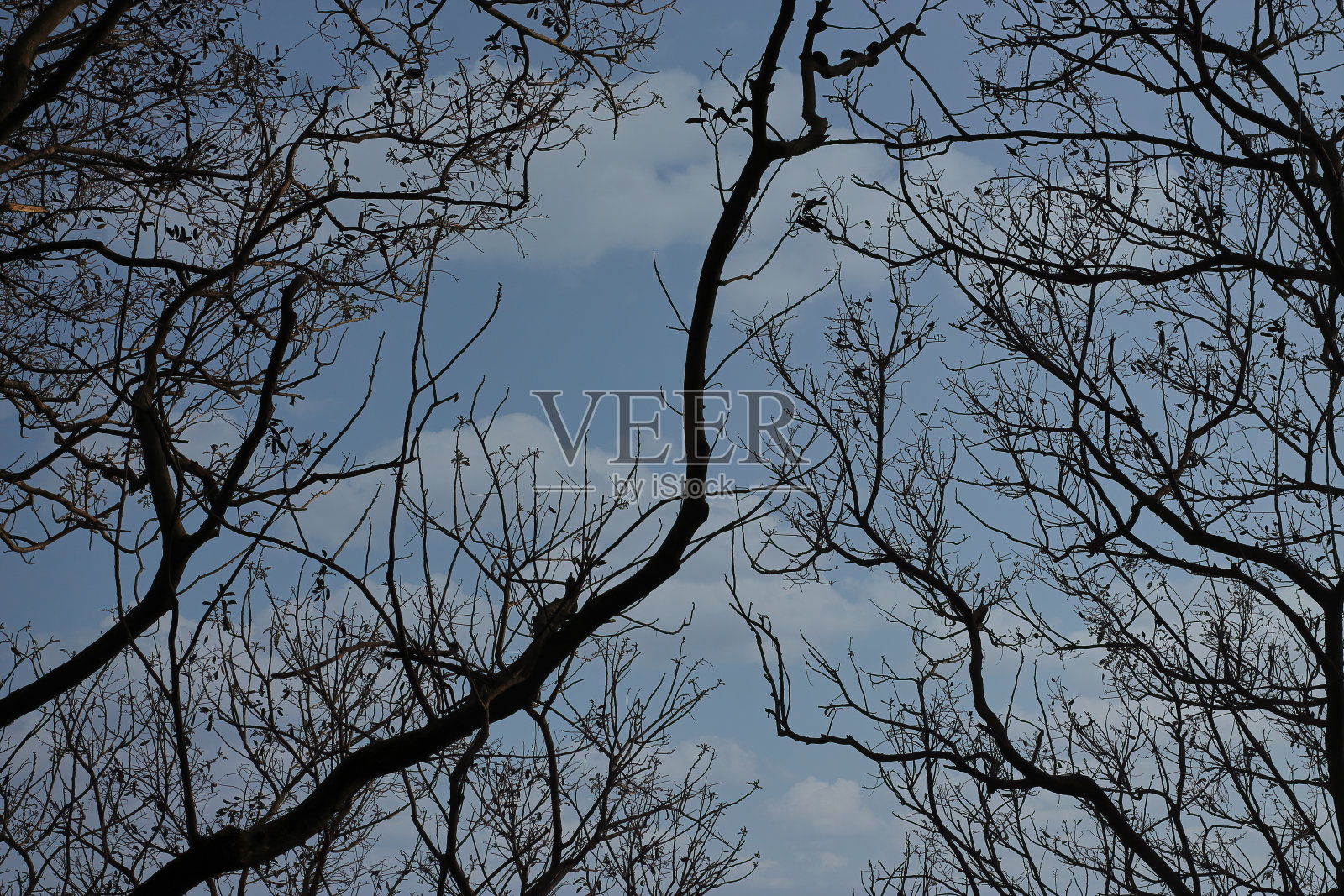 蓝天下一棵树的树枝照片摄影图片
