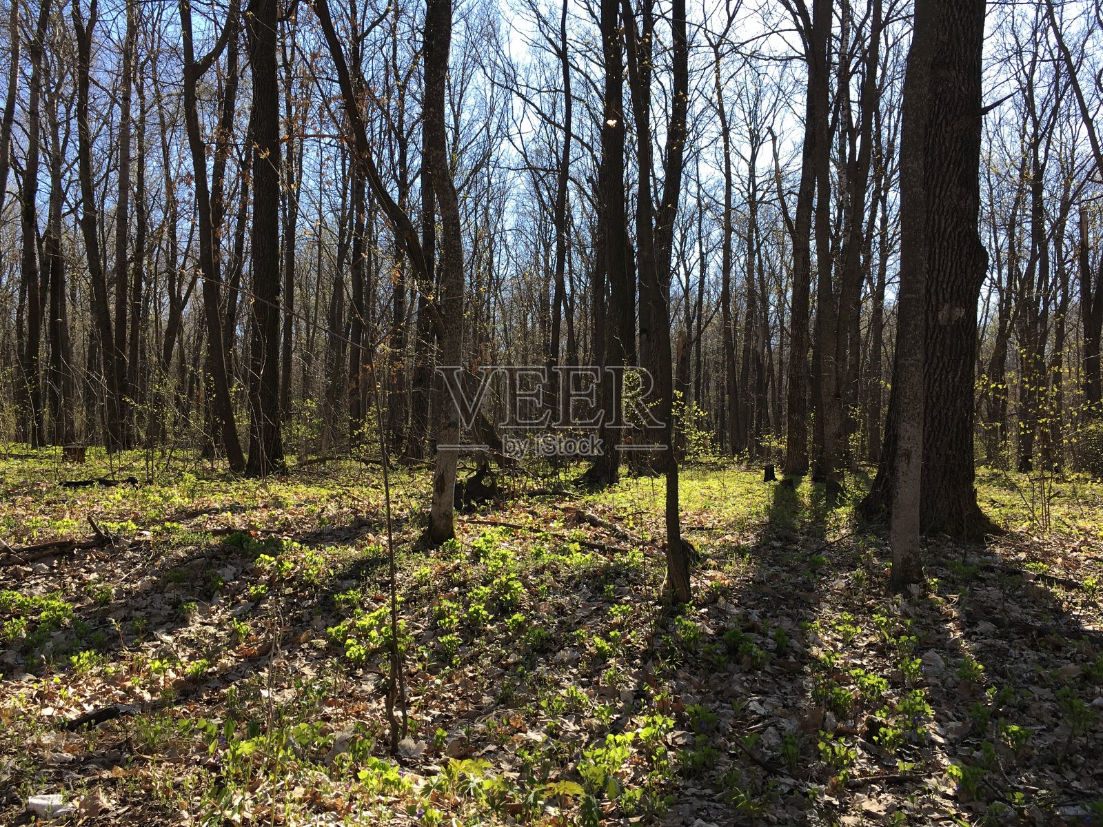 阳光明媚的混交林。阳光在森林照片摄影图片