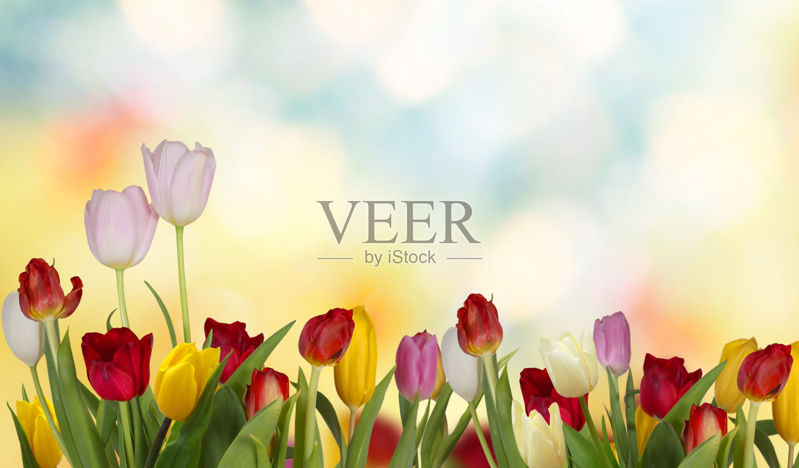 彩色新鲜的郁金香照片摄影图片