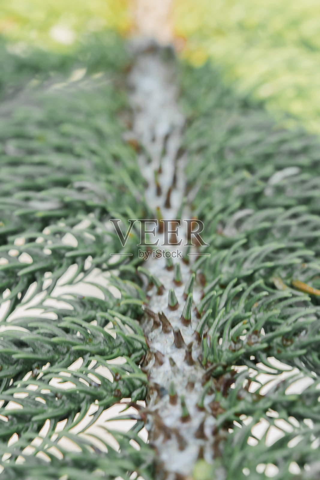 诺福克岛松照片摄影图片