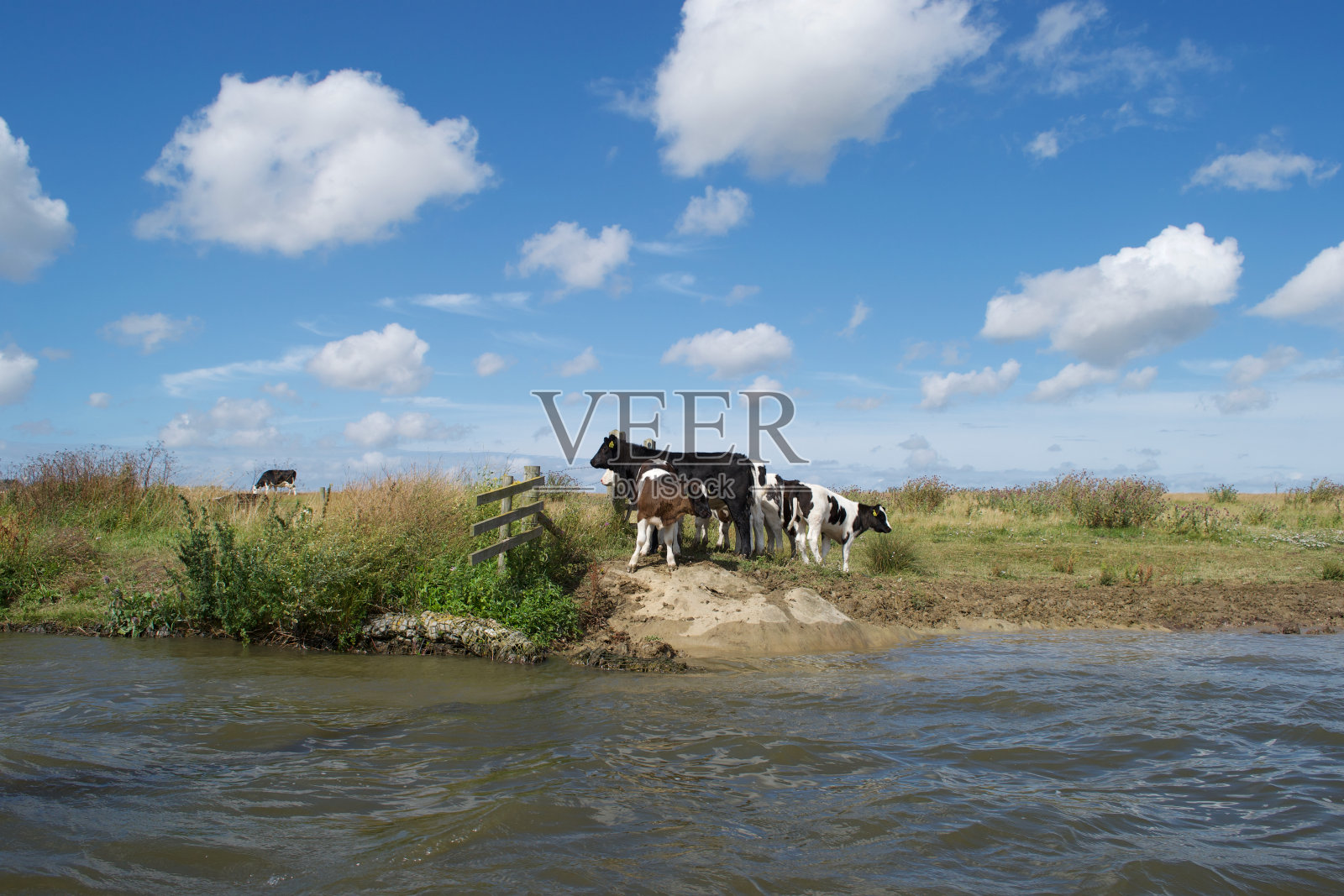 小牛群河岸上的一小群黑色、白色和棕色的牛(野牛照片摄影图片