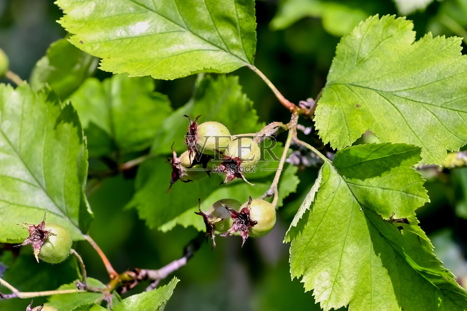 果实为山楂、白山楂-山楂-夏末产于德国、欧洲照片摄影图片
