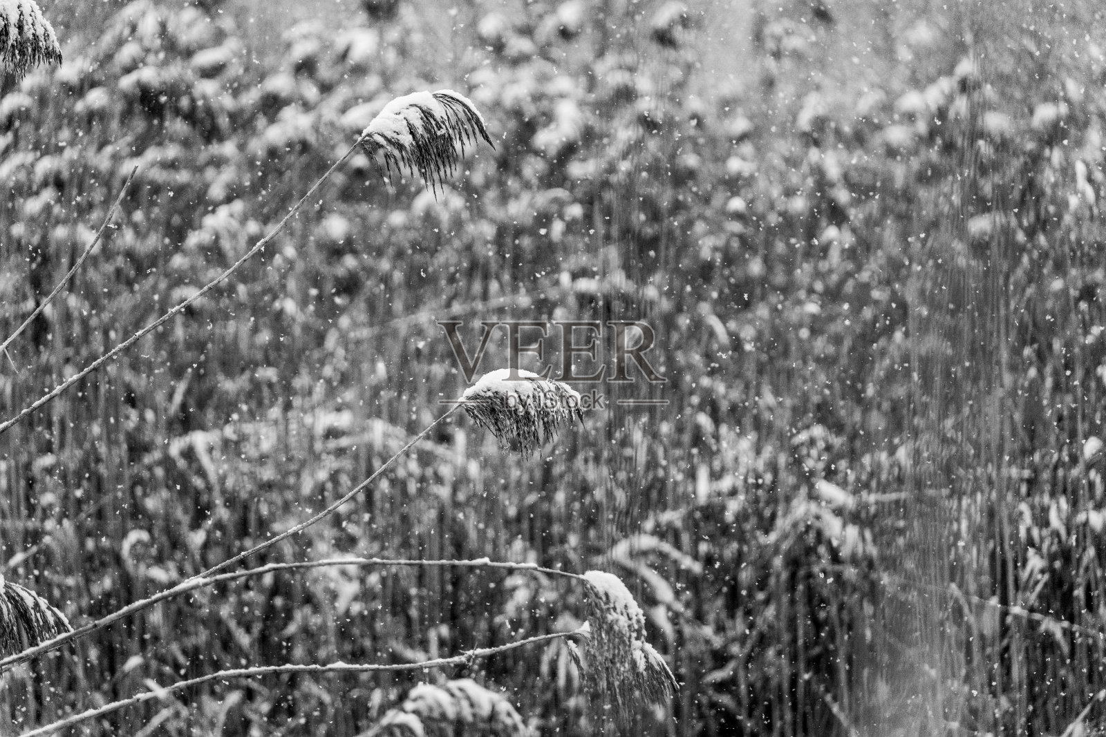 冬天的景色是冰雪覆盖的河边的树林和芦苇照片摄影图片