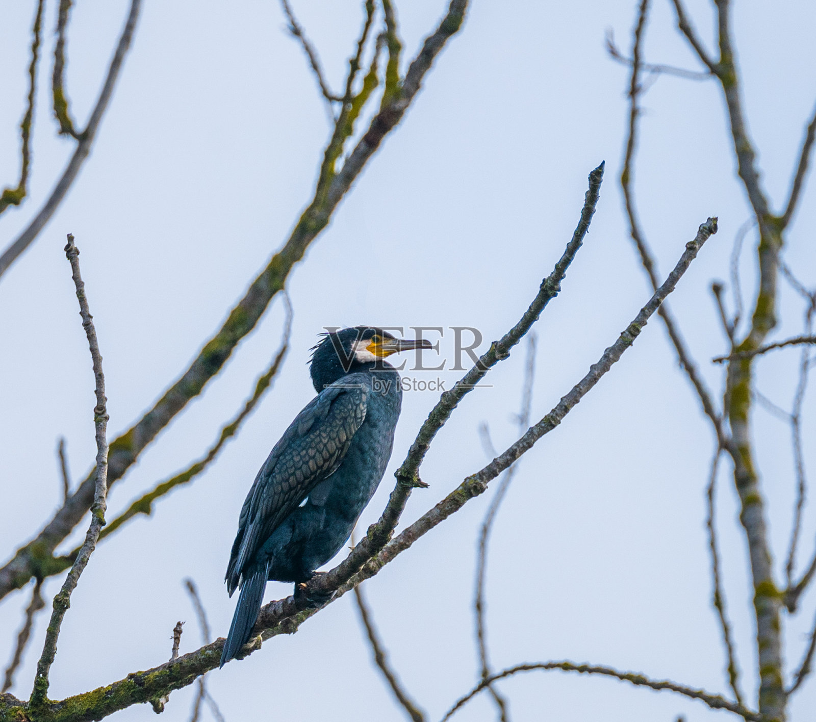 在德国一条河边的树上休息的大鸬鹚照片摄影图片