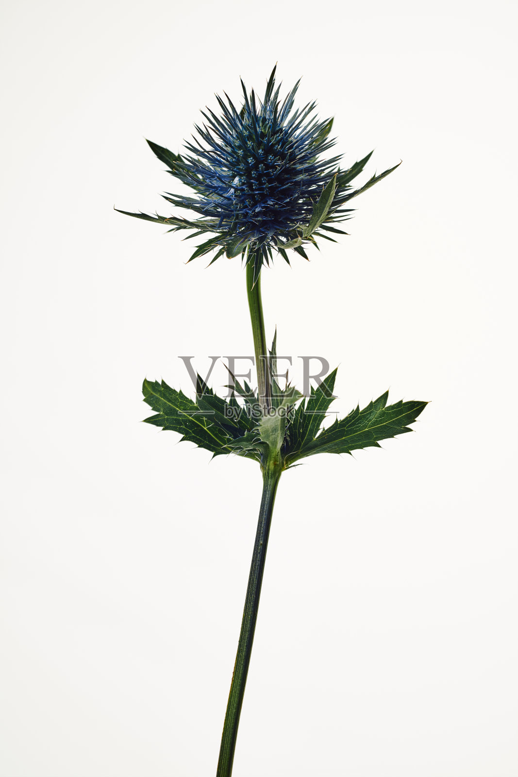 白色背景下的蓝色蓟花。照片摄影图片