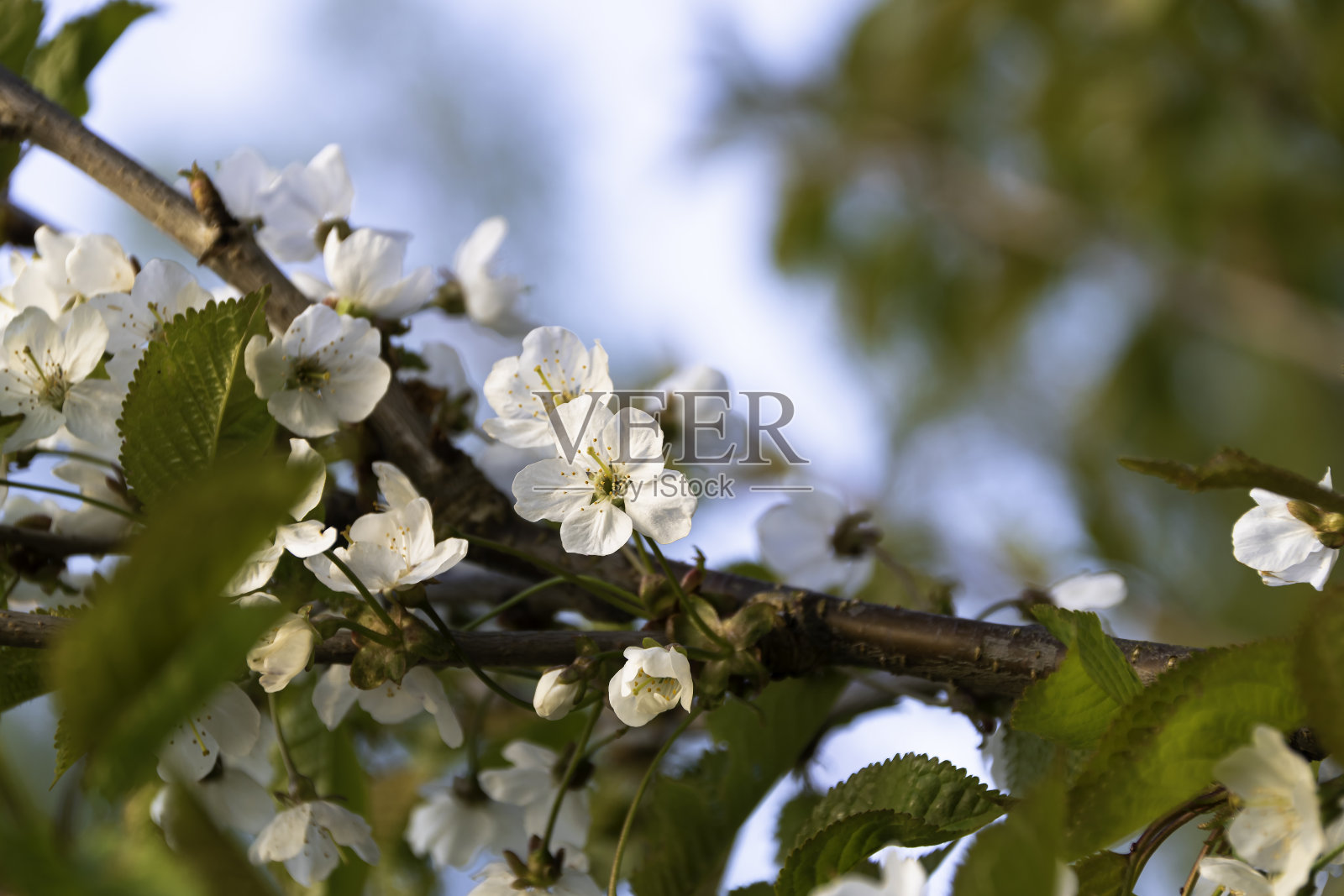 开花的樱桃树照片摄影图片