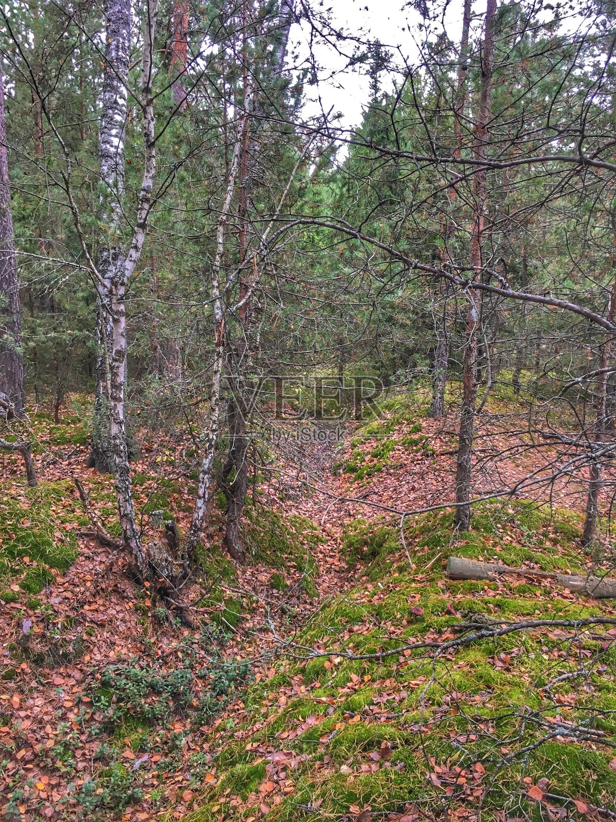 秋天的风景照片摄影图片
