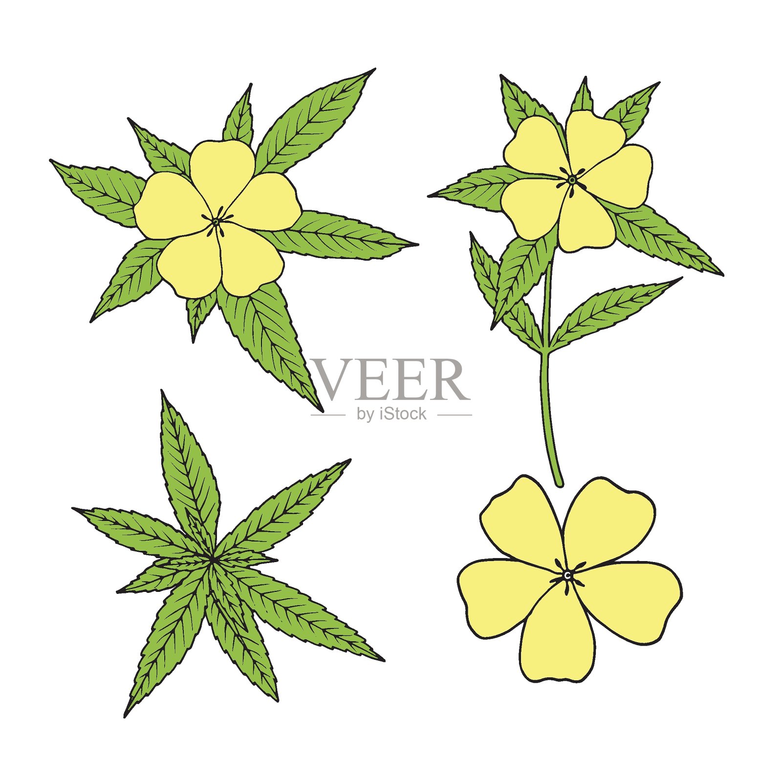 达米阿那(Turnera diffusa)。传统墨西哥利口酒的配料。矢量手绘插图。插画图片素材