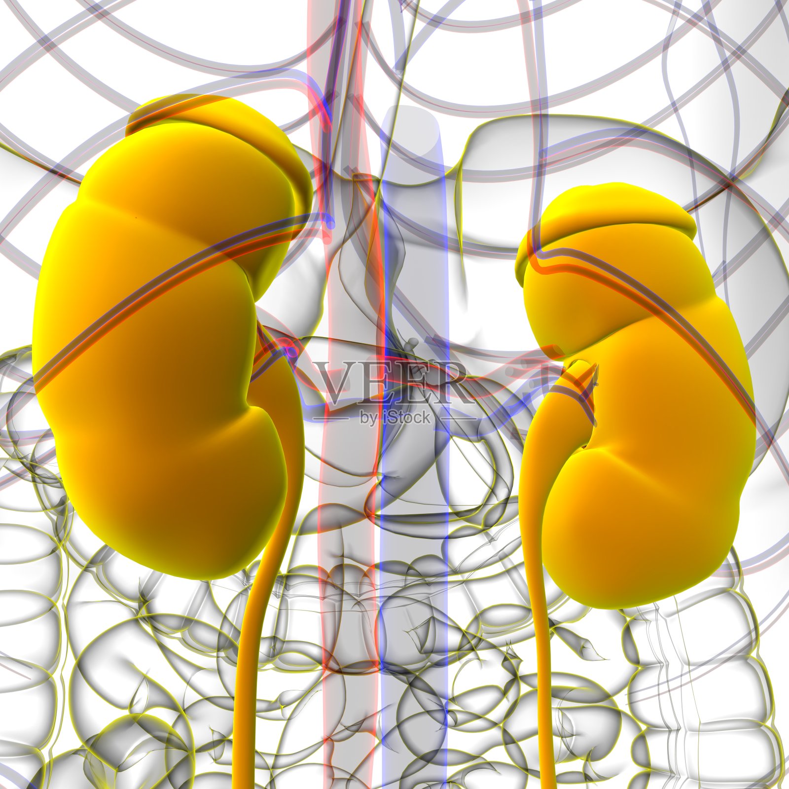 人体泌尿系统肾脏与膀胱解剖学的医学概念3D渲染照片摄影图片