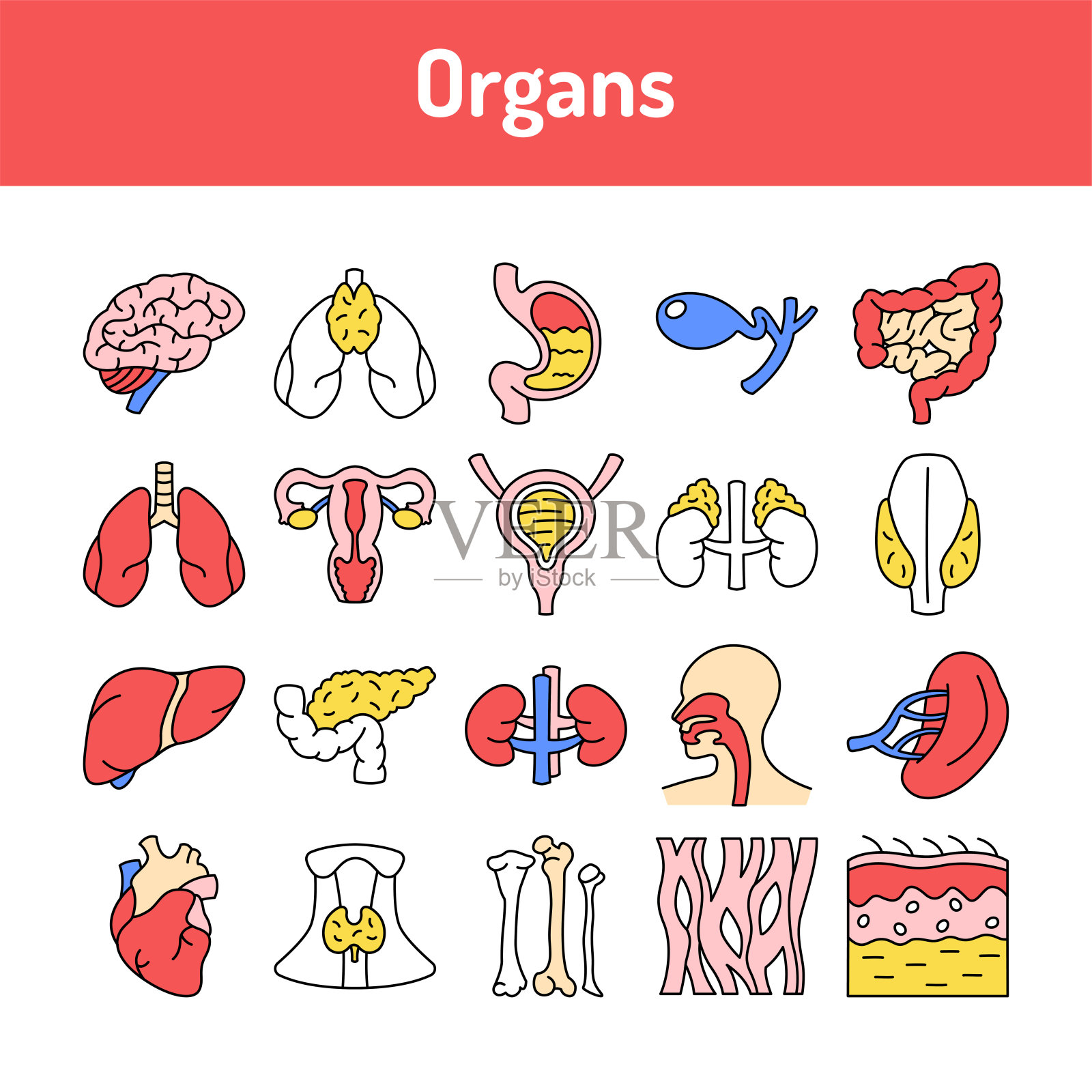 器官线图标设置。孤立的向量元素。插画图片素材