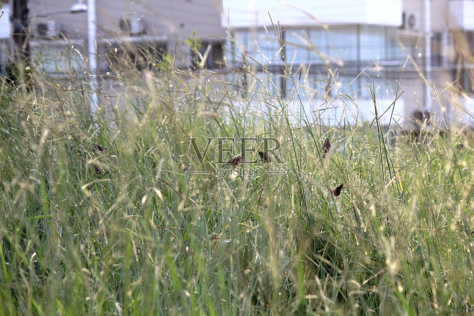 鸟喙海豹照片摄影图片