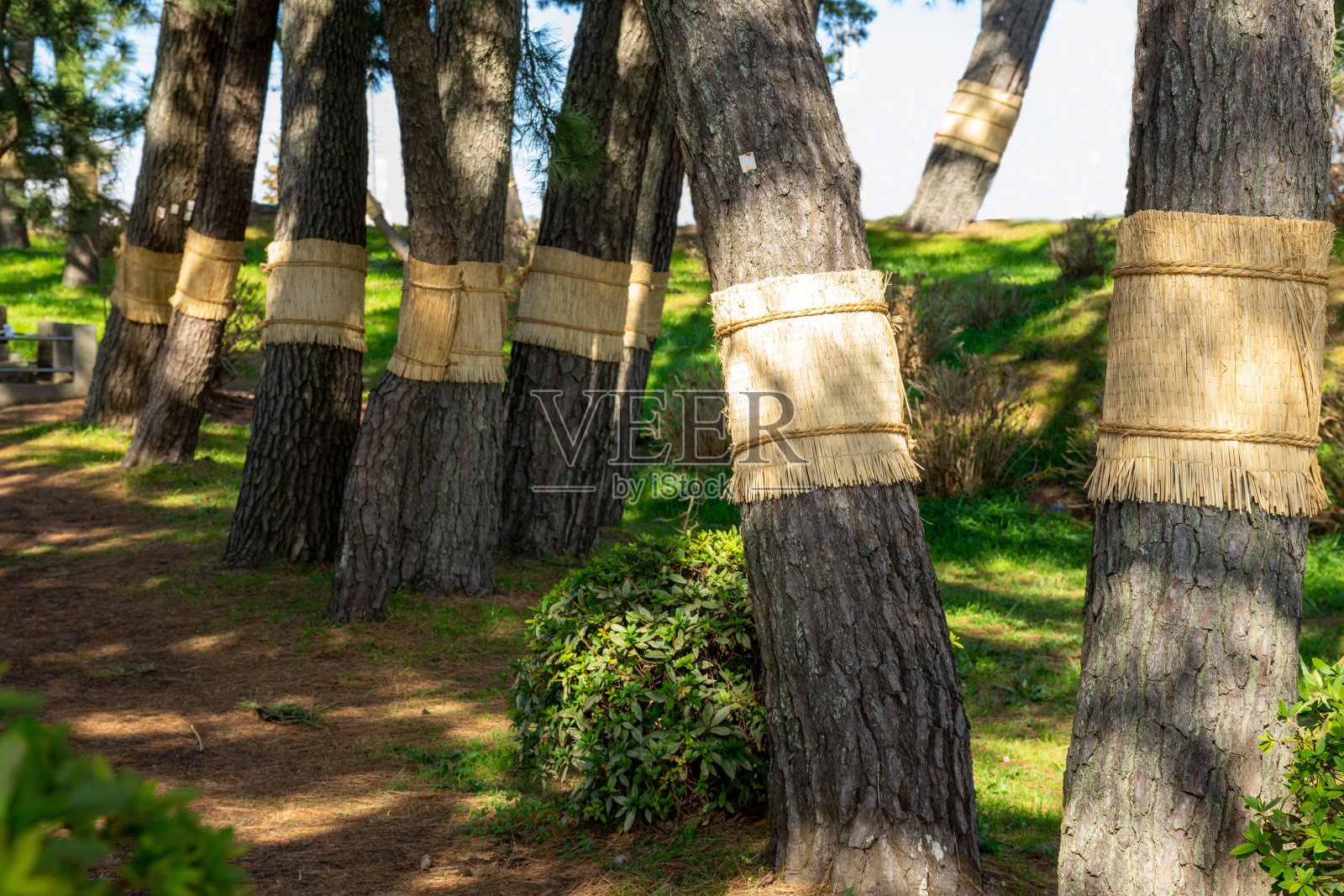 害虫防治方法:用稻草包裹去除害虫幼虫。日本的传统照片摄影图片