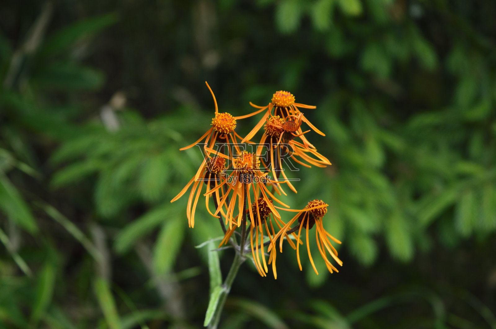 大宝satsu山(日本山梨县，2020年夏季)照片摄影图片