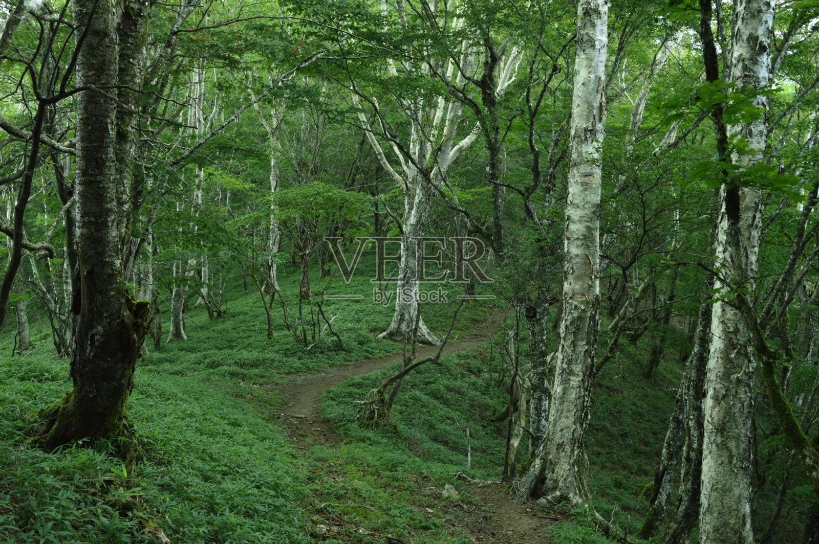 大宝satsu山(日本山梨县，2020年夏季)照片摄影图片