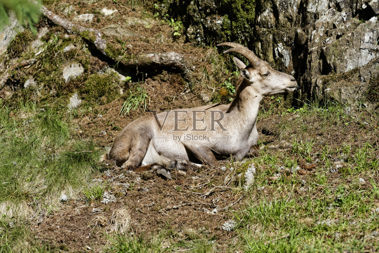 山羊照片摄影图片
