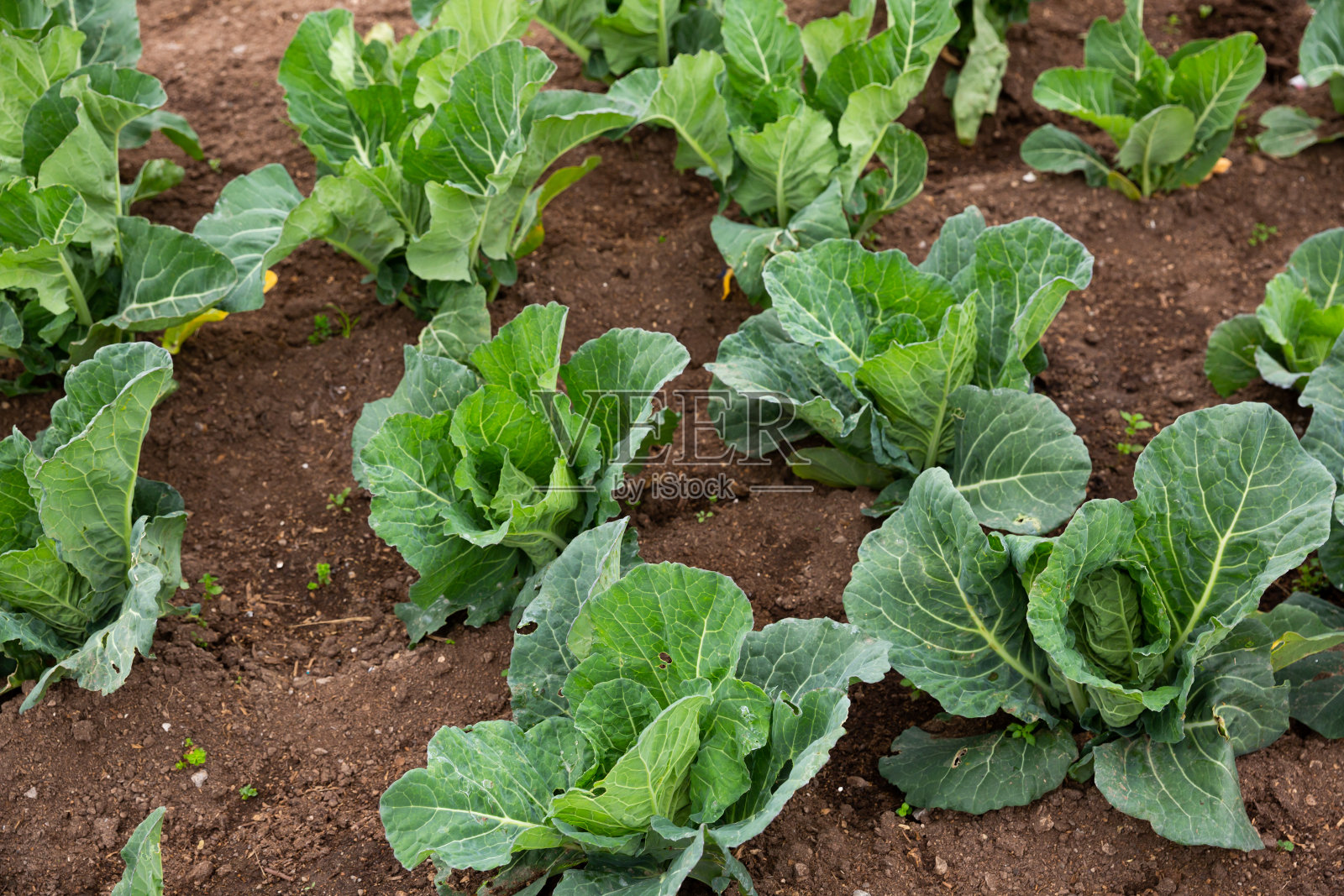 菜园子里的小白菜照片摄影图片