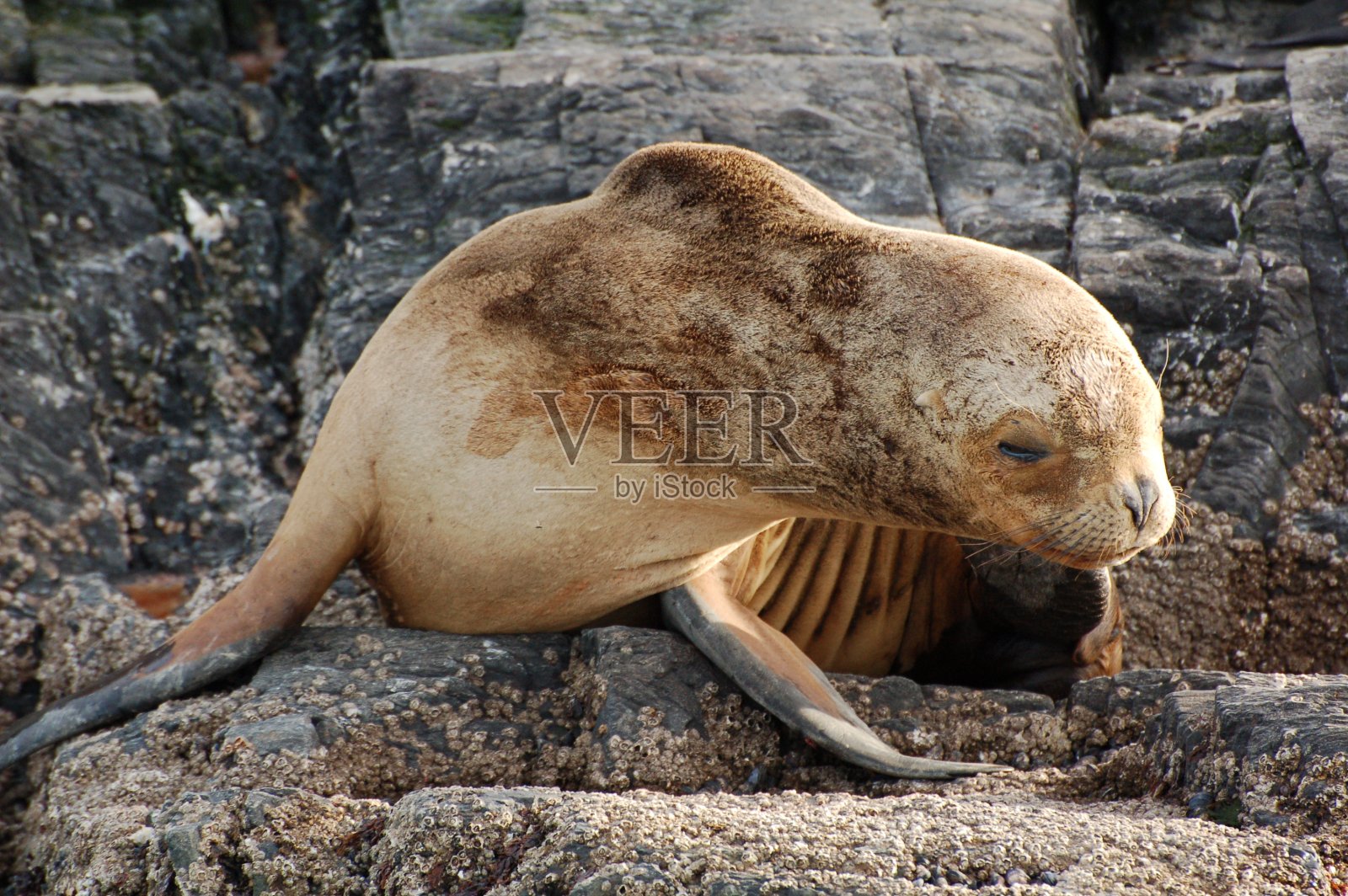 在地球尽头的乌斯华，一只棕色毛皮海豹的肖像。阿根廷。宽视角，真实的野生动物摄影。照片摄影图片