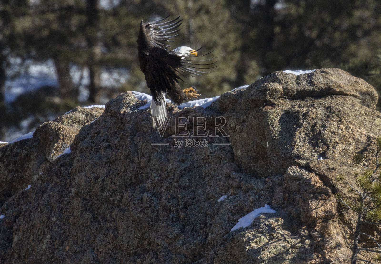 11英里峡谷的秃鹰照片摄影图片